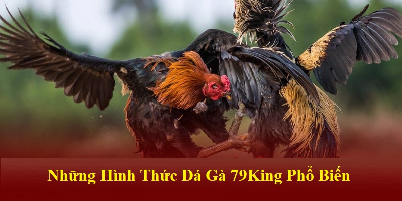 Các hình thức đá gà 79KING nổi bật nhất