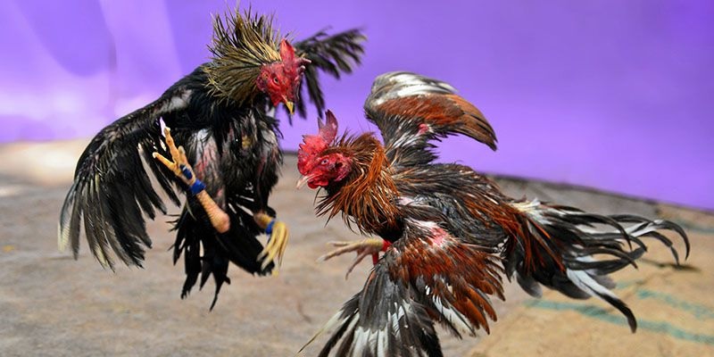 Mẹo cá cược gà theo màu mạng